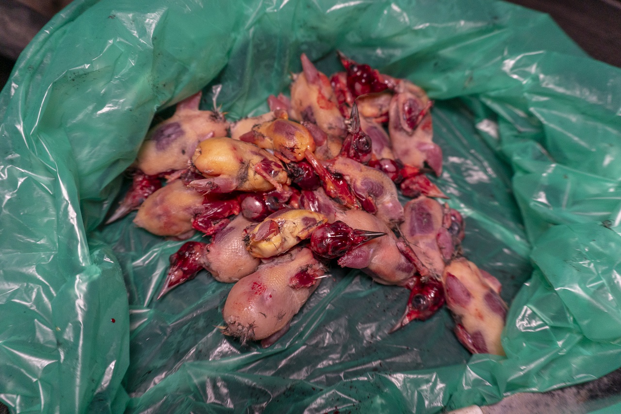 Republic of Cyprus: Report # 2 from the Autumn Bird Protection  - Bild 2